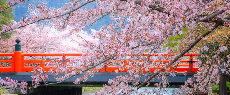 Spring 2025 Anime Rankings